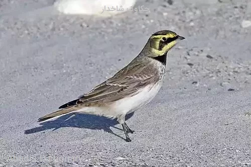 چکاوک شاخدار